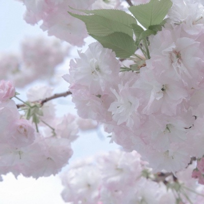 屏南福瑞交流群